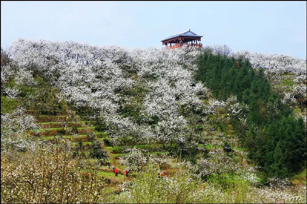 【春天,广西桂林灌阳县向您发出邀请!】我们在灌阳看梨花 - 游山玩水 - 石嘴山生活社区 - 石嘴山28生活网 szs.28life.com