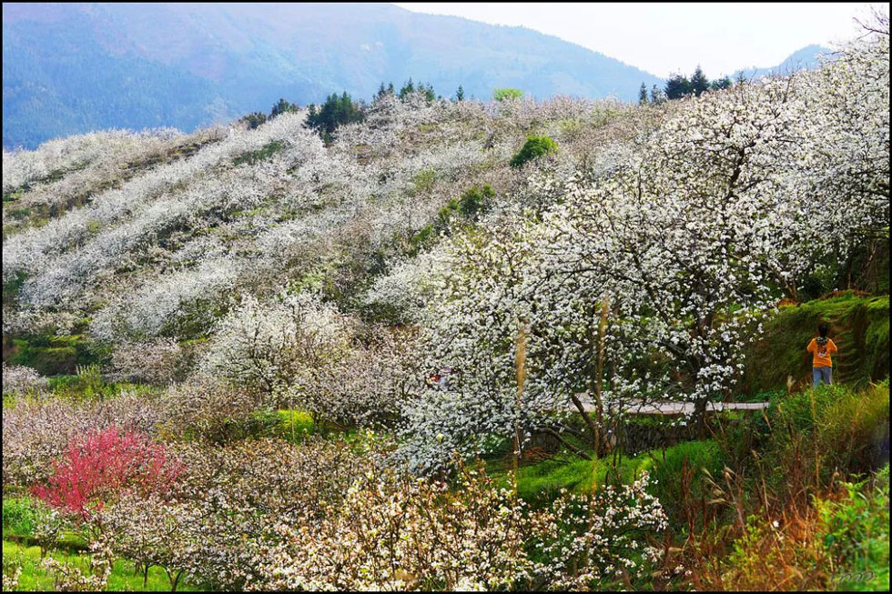 【春天,广西桂林灌阳县向您发出邀请!】我们在灌阳看梨花 - 游山玩水 - 石嘴山生活社区 - 石嘴山28生活网 szs.28life.com