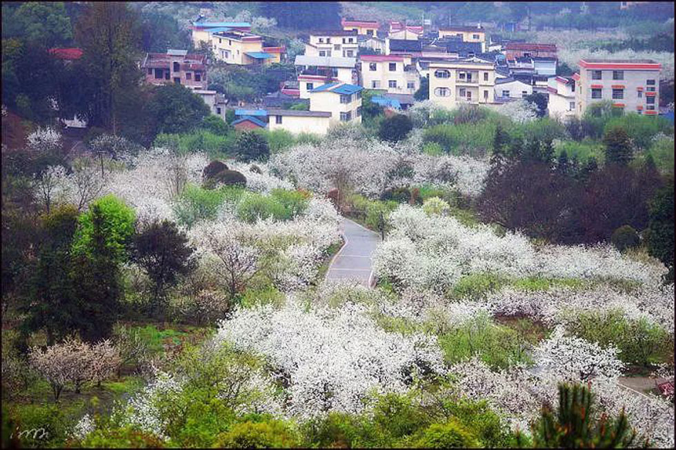 【春天,广西桂林灌阳县向您发出邀请!】我们在灌阳看梨花 - 游山玩水 - 石嘴山生活社区 - 石嘴山28生活网 szs.28life.com