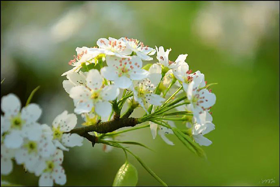 【春天,广西桂林灌阳县向您发出邀请!】我们在灌阳看梨花 - 游山玩水 - 石嘴山生活社区 - 石嘴山28生活网 szs.28life.com