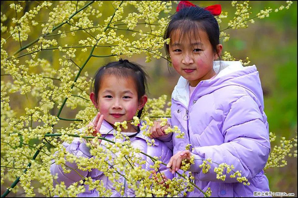 【春天,广西桂林灌阳县向您发出邀请!】米珠山前有片山苍子花在飘香 - 游山玩水 - 石嘴山生活社区 - 石嘴山28生活网 szs.28life.com