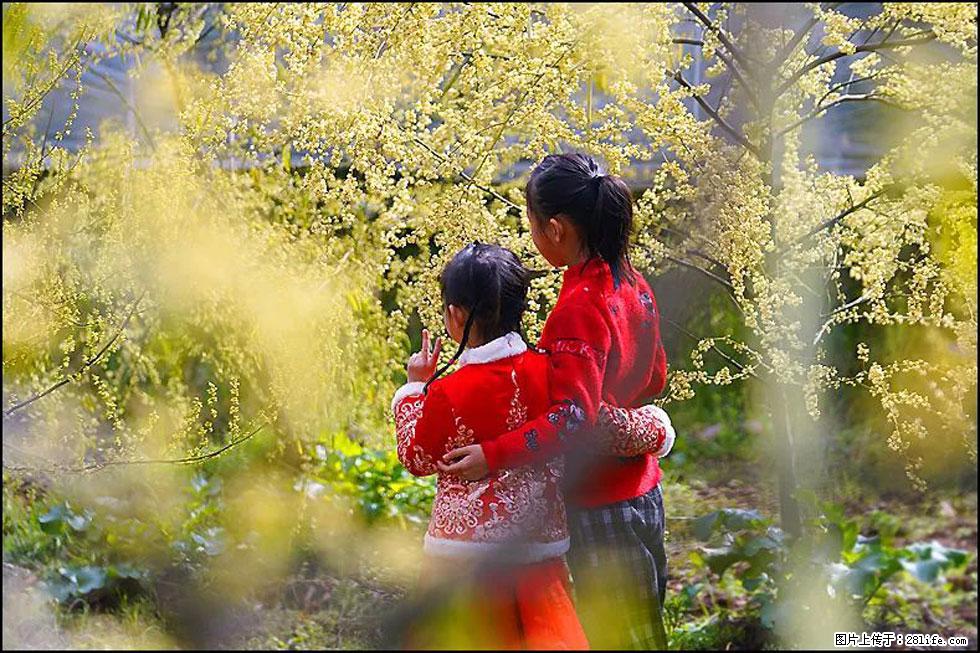 【春天,广西桂林灌阳县向您发出邀请!】米珠山前有片山苍子花在飘香 - 游山玩水 - 石嘴山生活社区 - 石嘴山28生活网 szs.28life.com