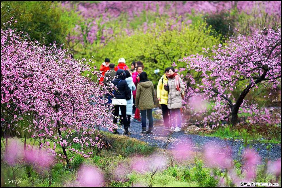 【春天,广西桂林灌阳县向您发出邀请!】官庄村有个醉美的桃花园 - 游山玩水 - 石嘴山生活社区 - 石嘴山28生活网 szs.28life.com