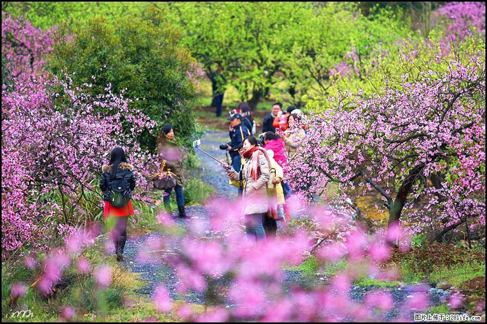 【春天,广西桂林灌阳县向您发出邀请!】官庄村有个醉美的桃花园 - 游山玩水 - 石嘴山生活社区 - 石嘴山28生活网 szs.28life.com