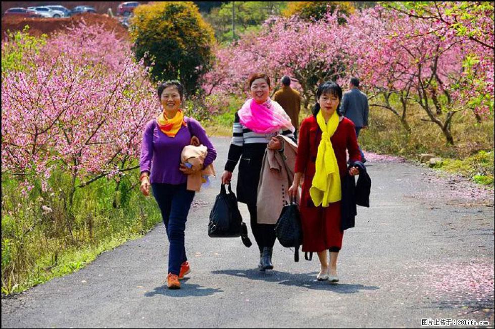 【春天,广西桂林灌阳县向您发出邀请!】官庄村有个醉美的桃花园 - 游山玩水 - 石嘴山生活社区 - 石嘴山28生活网 szs.28life.com