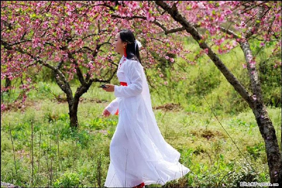 【春天,广西桂林灌阳县向您发出邀请!】官庄村有个醉美的桃花园 - 游山玩水 - 石嘴山生活社区 - 石嘴山28生活网 szs.28life.com