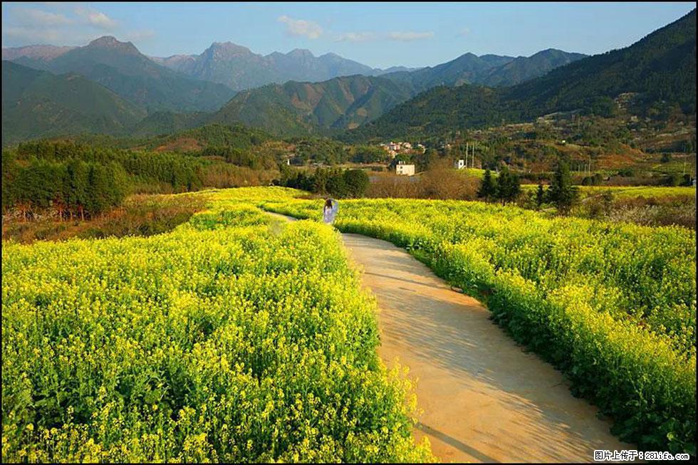 【春天,广西桂林灌阳县向您发出邀请!】长坪村油菜盛情花开 - 游山玩水 - 石嘴山生活社区 - 石嘴山28生活网 szs.28life.com
