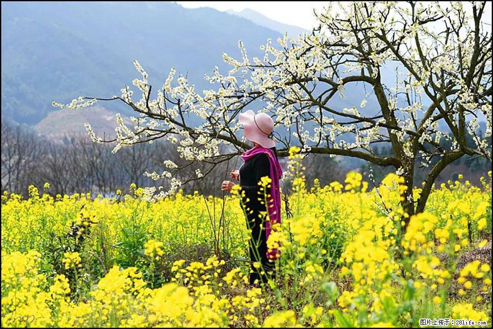 【春天,广西桂林灌阳县向您发出邀请!】长坪村油菜盛情花开 - 游山玩水 - 石嘴山生活社区 - 石嘴山28生活网 szs.28life.com