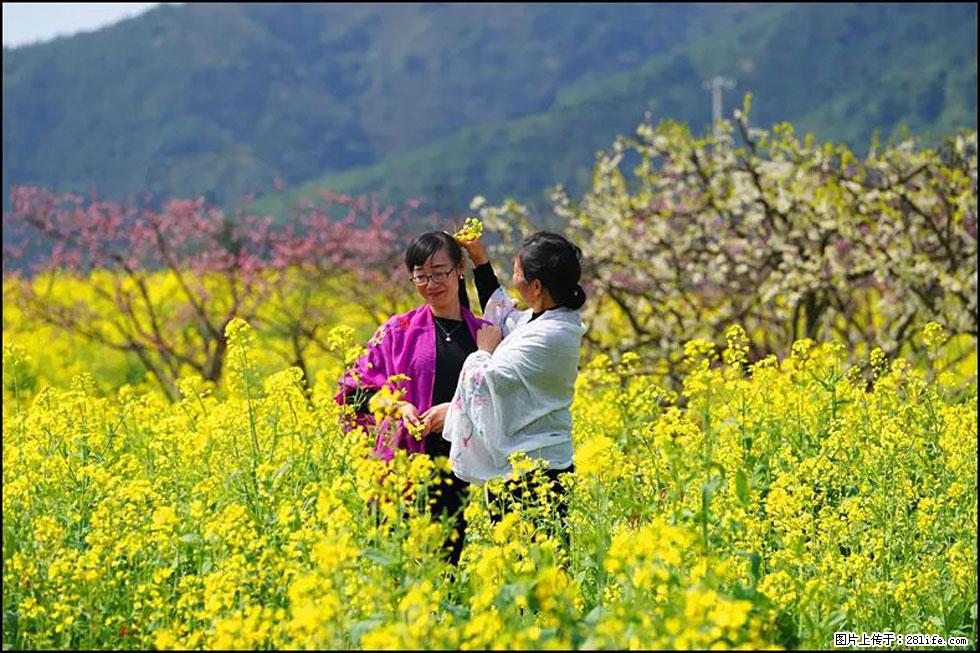 【春天,广西桂林灌阳县向您发出邀请!】长坪村油菜盛情花开 - 游山玩水 - 石嘴山生活社区 - 石嘴山28生活网 szs.28life.com