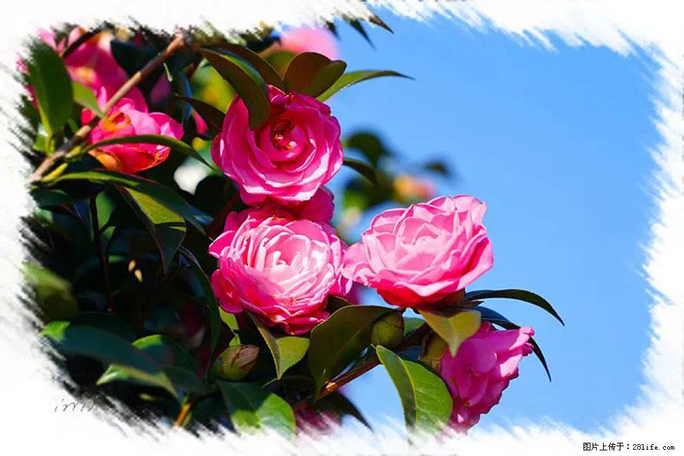 【春天,广西桂林灌阳县向您发出邀请!】杨柳井茶花惹人爱 - 游山玩水 - 石嘴山生活社区 - 石嘴山28生活网 szs.28life.com