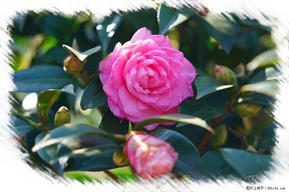【春天,广西桂林灌阳县向您发出邀请!】杨柳井茶花惹人爱 - 游山玩水 - 石嘴山生活社区 - 石嘴山28生活网 szs.28life.com