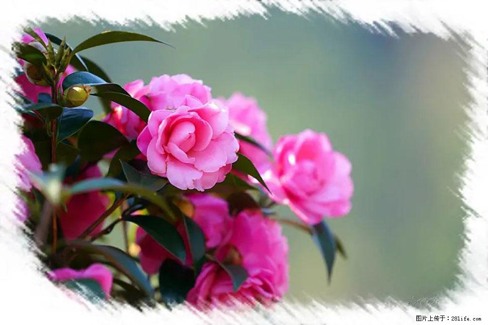 【春天,广西桂林灌阳县向您发出邀请!】杨柳井茶花惹人爱 - 游山玩水 - 石嘴山生活社区 - 石嘴山28生活网 szs.28life.com