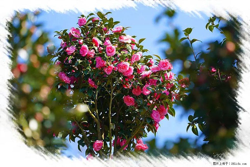 【春天,广西桂林灌阳县向您发出邀请!】杨柳井茶花惹人爱 - 游山玩水 - 石嘴山生活社区 - 石嘴山28生活网 szs.28life.com