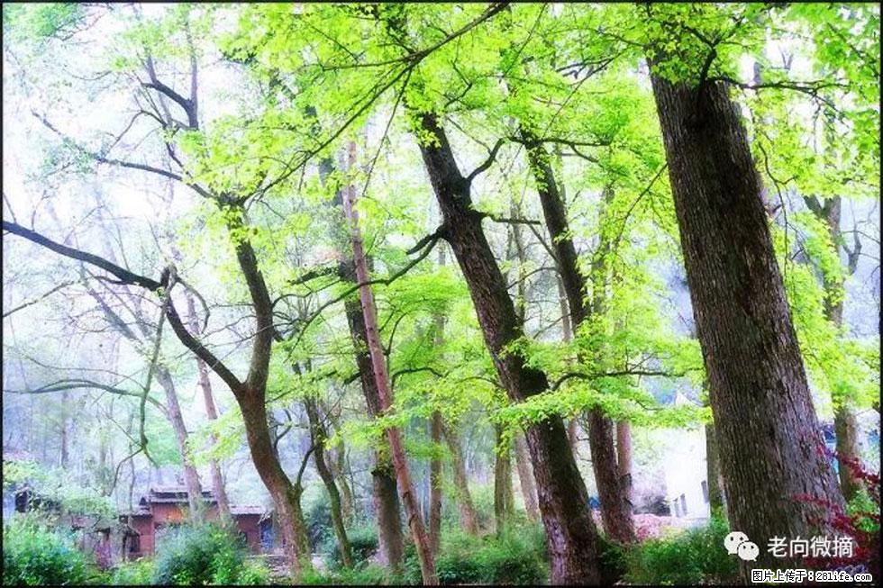 【春天,广西桂林灌阳县向您发出邀请!】在小龙村与春天约会 - 游山玩水 - 石嘴山生活社区 - 石嘴山28生活网 szs.28life.com