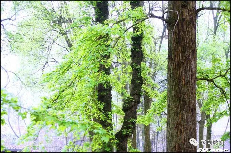 【春天,广西桂林灌阳县向您发出邀请!】在小龙村与春天约会 - 游山玩水 - 石嘴山生活社区 - 石嘴山28生活网 szs.28life.com