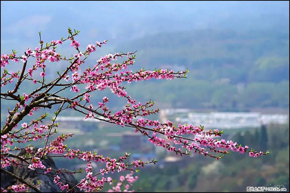 【春天,广西桂林灌阳县向您发出邀请!】望月岭上桃花开 - 游山玩水 - 石嘴山生活社区 - 石嘴山28生活网 szs.28life.com