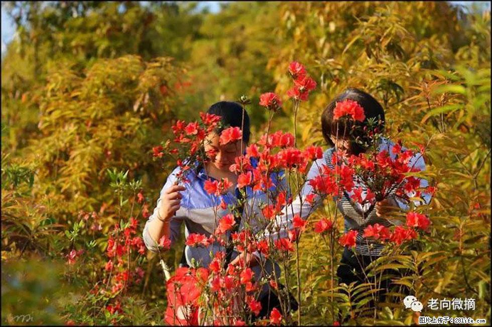 【春天，广西桂林灌阳县向您发出邀请！】登麒麟山，相约映山红 - 游山玩水 - 石嘴山生活社区 - 石嘴山28生活网 szs.28life.com