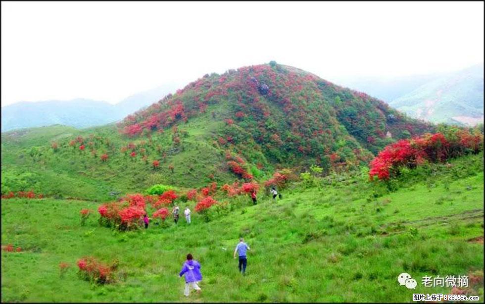 【春天,广西桂林灌阳县向您发出邀请!】宝盖山上映山红 - 游山玩水 - 石嘴山生活社区 - 石嘴山28生活网 szs.28life.com