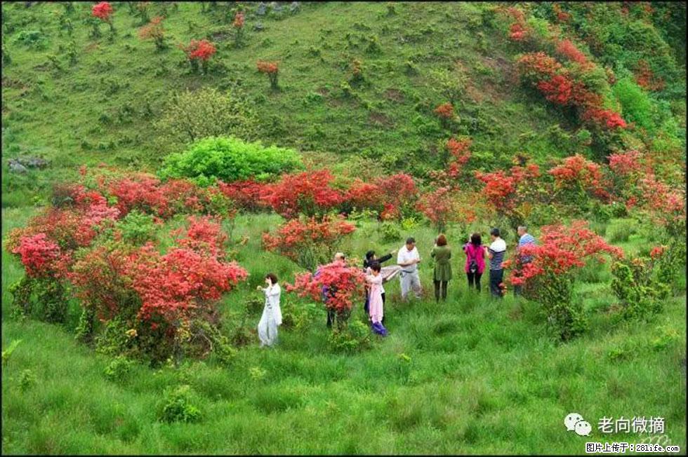 【春天,广西桂林灌阳县向您发出邀请!】宝盖山上映山红 - 游山玩水 - 石嘴山生活社区 - 石嘴山28生活网 szs.28life.com