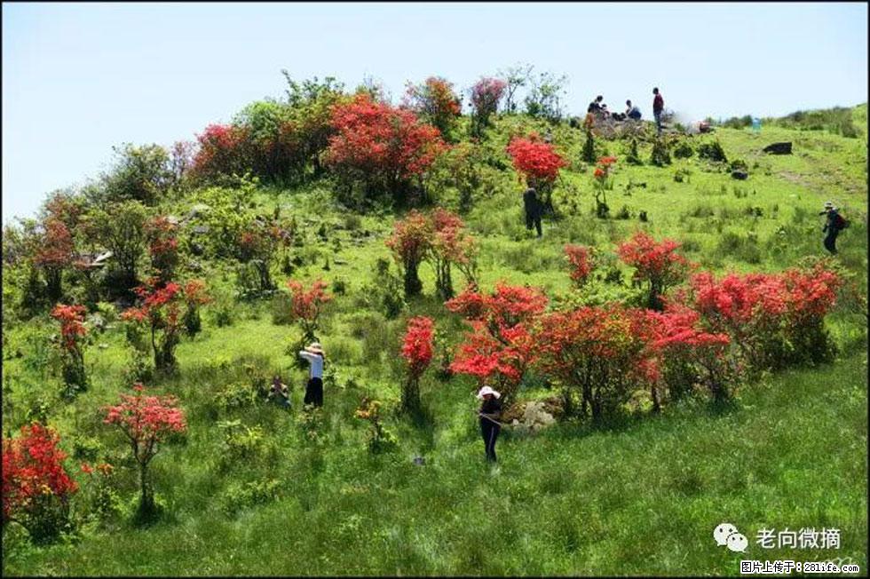 【春天,广西桂林灌阳县向您发出邀请!】宝盖山上映山红 - 游山玩水 - 石嘴山生活社区 - 石嘴山28生活网 szs.28life.com