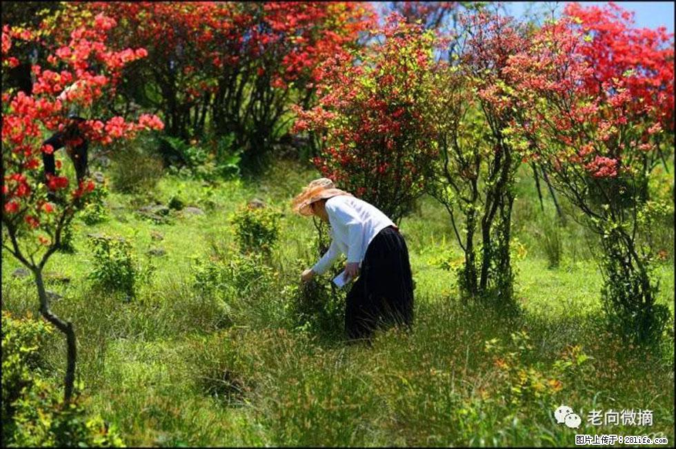 【春天,广西桂林灌阳县向您发出邀请!】宝盖山上映山红 - 游山玩水 - 石嘴山生活社区 - 石嘴山28生活网 szs.28life.com