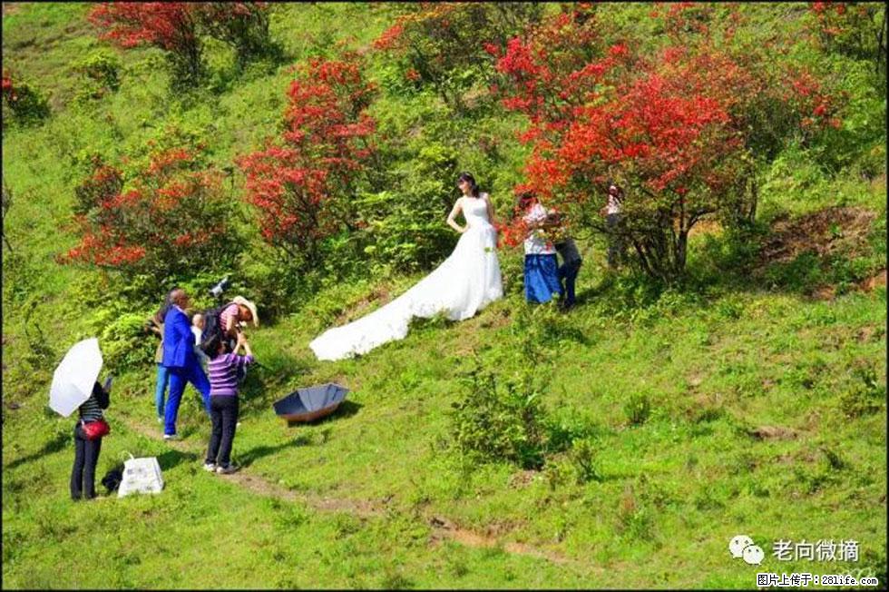 【春天,广西桂林灌阳县向您发出邀请!】宝盖山上映山红 - 游山玩水 - 石嘴山生活社区 - 石嘴山28生活网 szs.28life.com