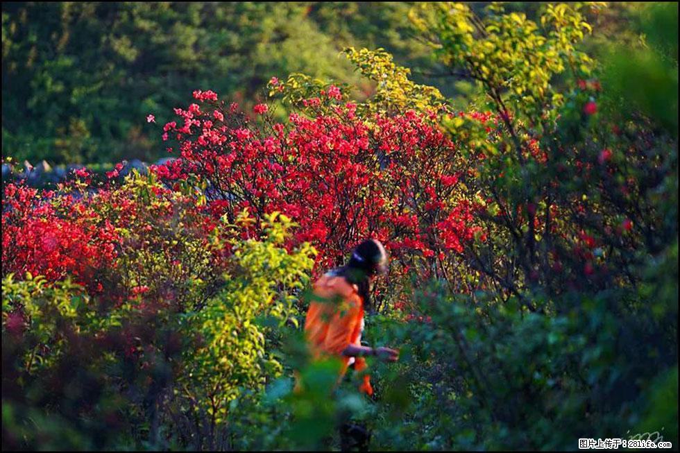 【春天，广西桂林灌阳县向您发出邀请！】春木界上映山红 - 游山玩水 - 石嘴山生活社区 - 石嘴山28生活网 szs.28life.com