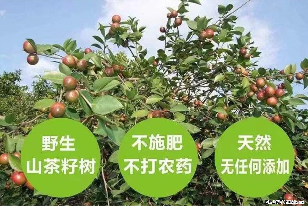 【灌阳县油茶产业示范区】一个有着充实的精神生活的人,对待身外之物自会有一种淡泊的态度 - 土特产 - 饮食特产 - 石嘴山分类信息 - 石嘴山28生活网 szs.28life.com