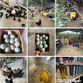 油茶园从小鸡仔开始养起的纯土鸡、土鸡蛋可以预定啦!还有前几天刚榨的纯山茶油哦 - 石嘴山28生活网 szs.28life.com