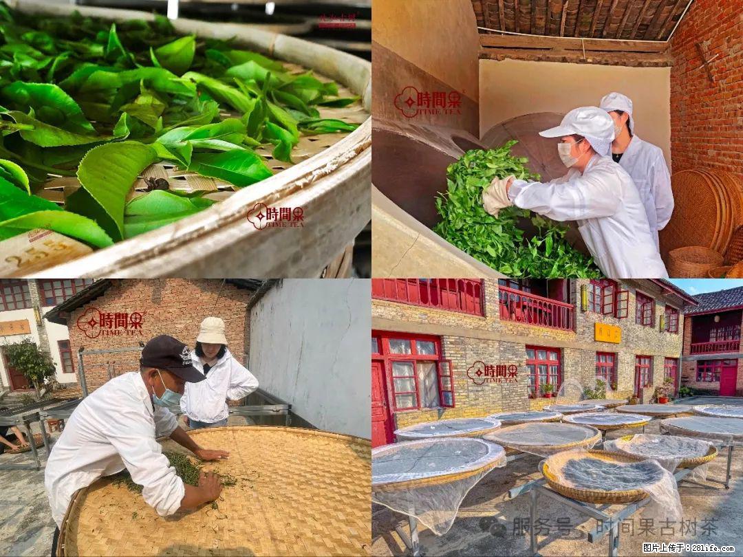 时间果百年古树龙珠普洱生茶 - 购物交流 - 石嘴山生活社区 - 石嘴山28生活网 szs.28life.com