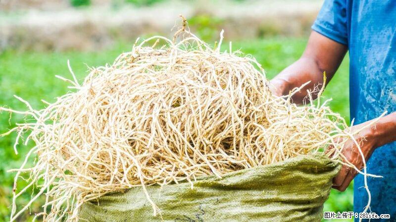 堪称“最难吃”的蔬菜，却是 “抗辐射神器”，还能护肺、清热、止咳化痰！ - 石嘴山生活资讯 - 石嘴山28生活网 szs.28life.com