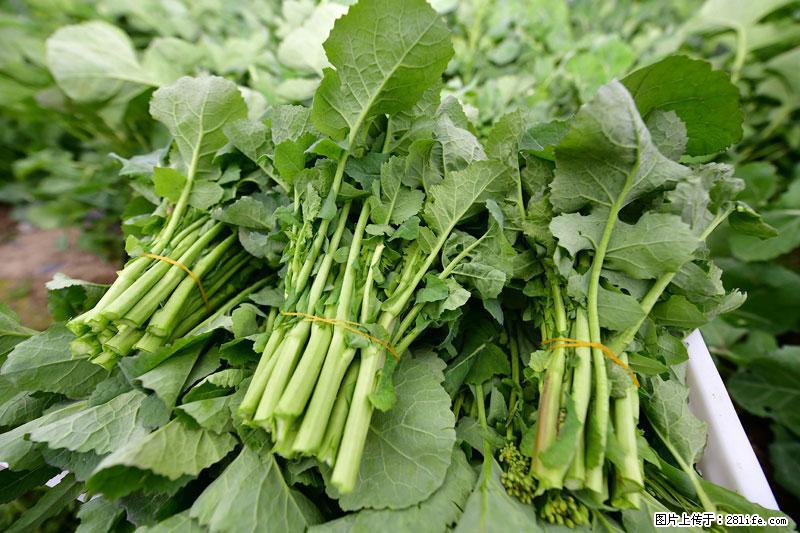 这些蔬菜是“天然钙片”，这6种被医生重点推荐 - 石嘴山生活资讯 - 石嘴山28生活网 szs.28life.com